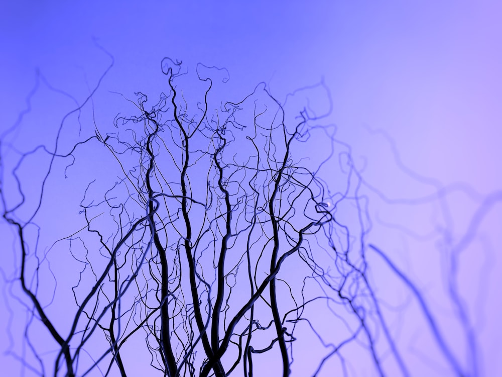 the branches of a tree against a blue sky