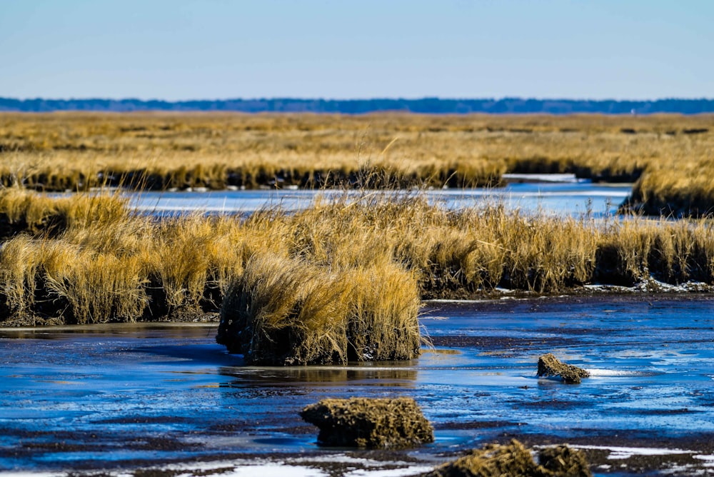 a small body of water surrounded by tall grass