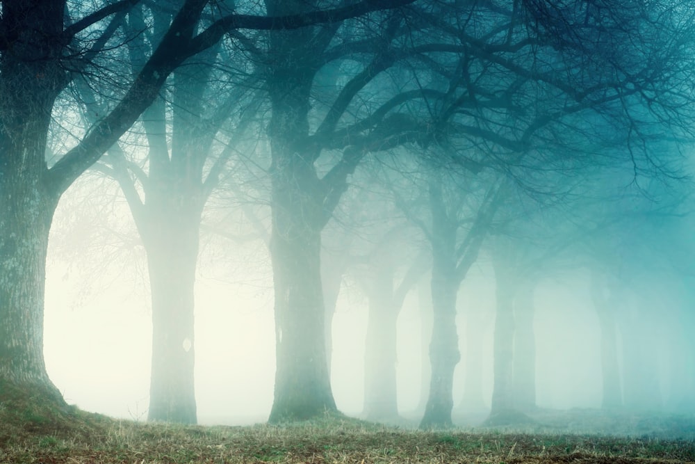 a foggy forest filled with lots of trees