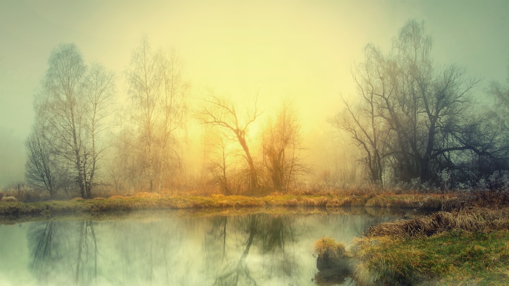 a lake surrounded by trees in a foggy forest