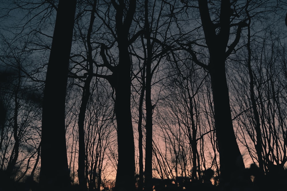 a group of trees that are standing in the grass