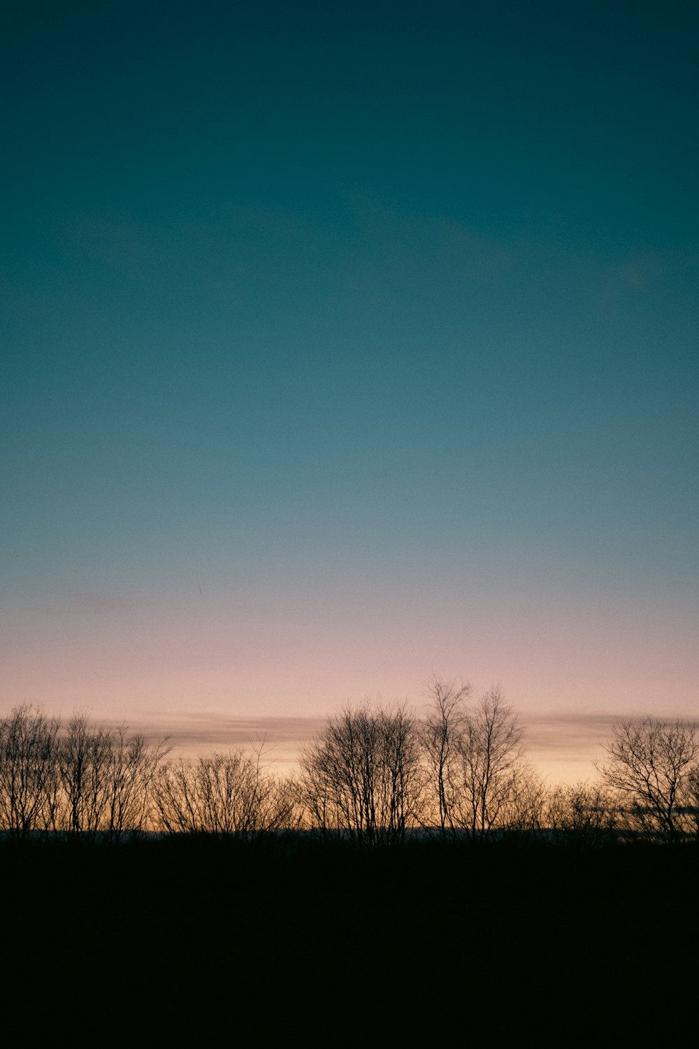 the silhouette of trees against a blue sky