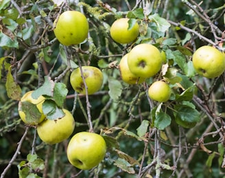 Several green apples are hanging on the branches of a tree surrounded by dense green leaves and twigs. The apples have a slightly uneven surface, indicating they are natural and unprocessed.