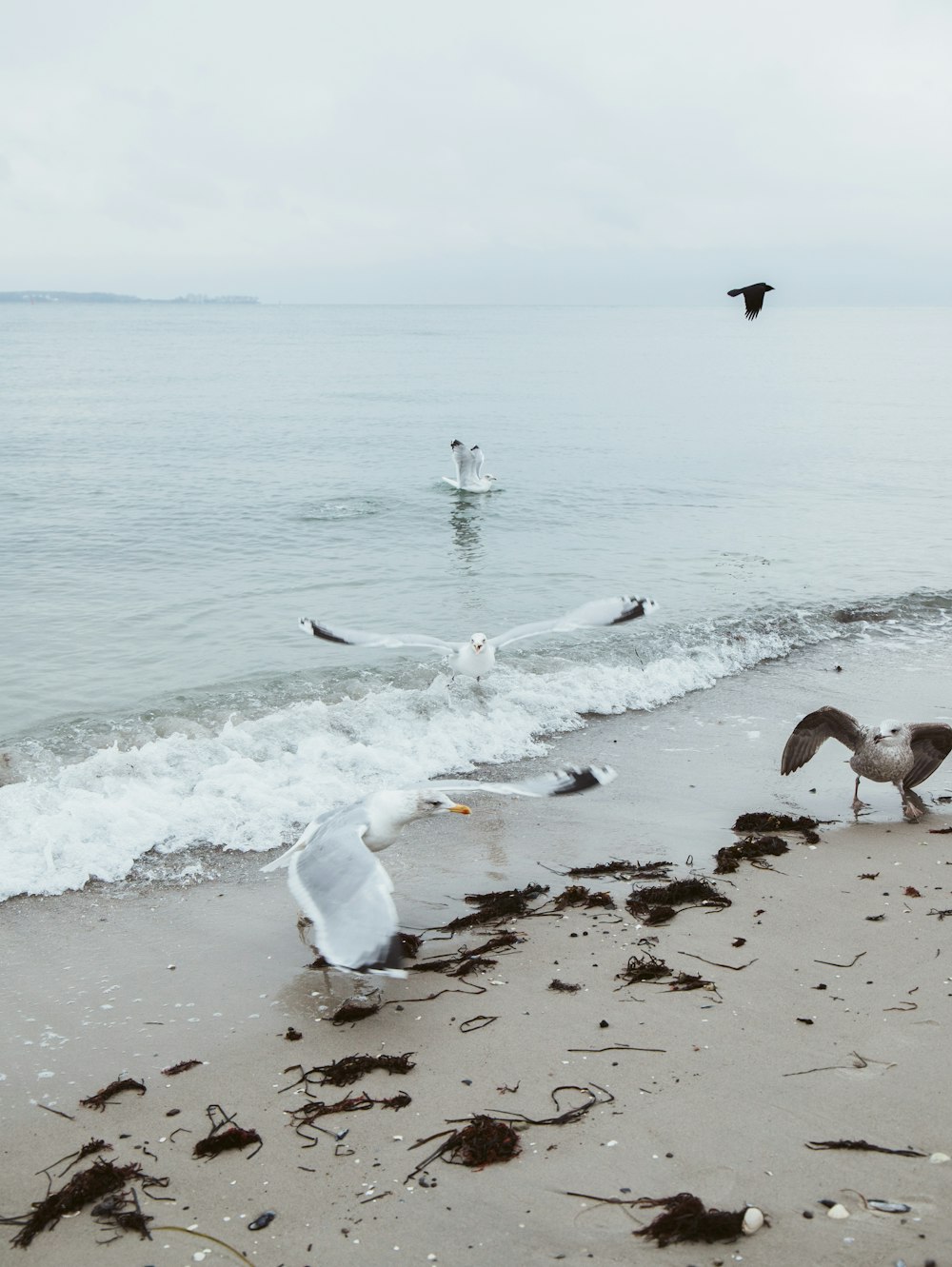 a flock of seagulls flying over a beach next to the ocean