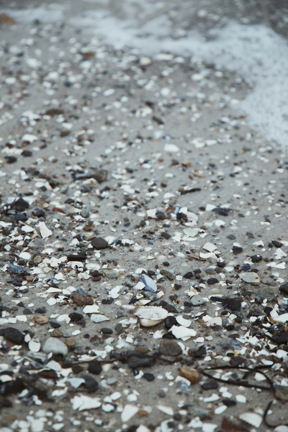 a close up of a bird on a beach