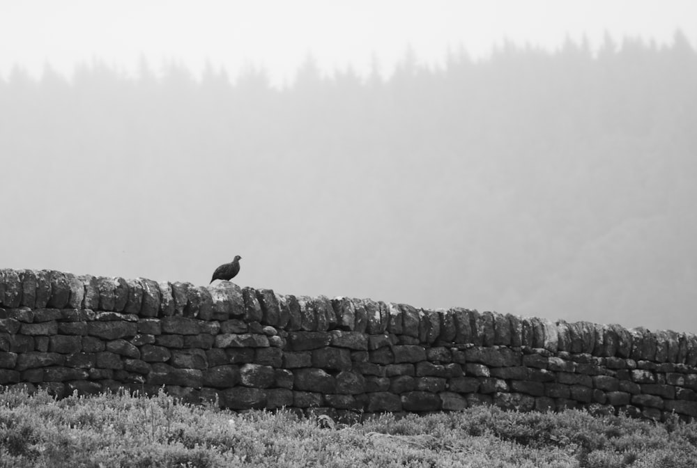 Una foto in bianco e nero di un uccello seduto su un muro di pietra