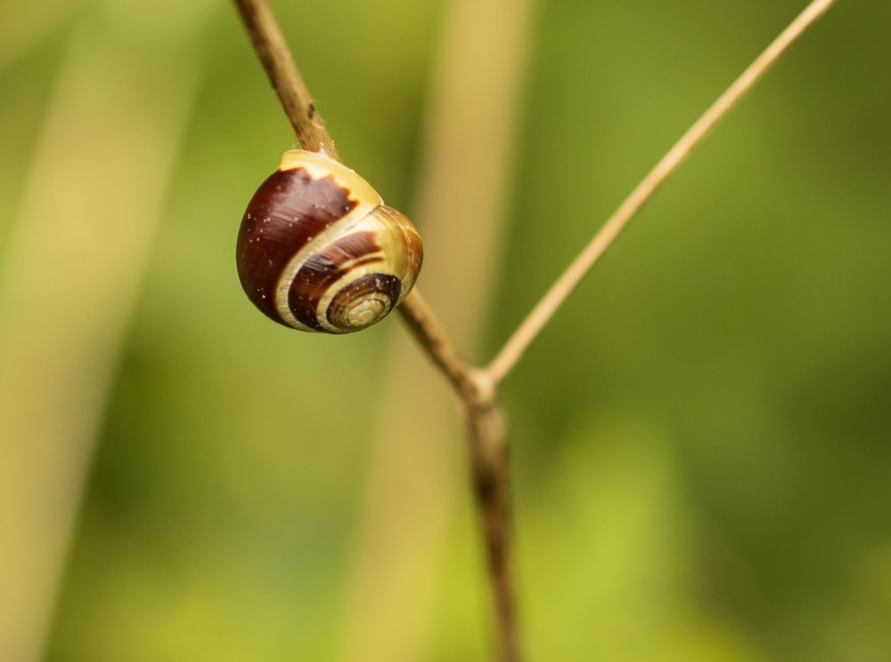 a close up of a snail on a twig