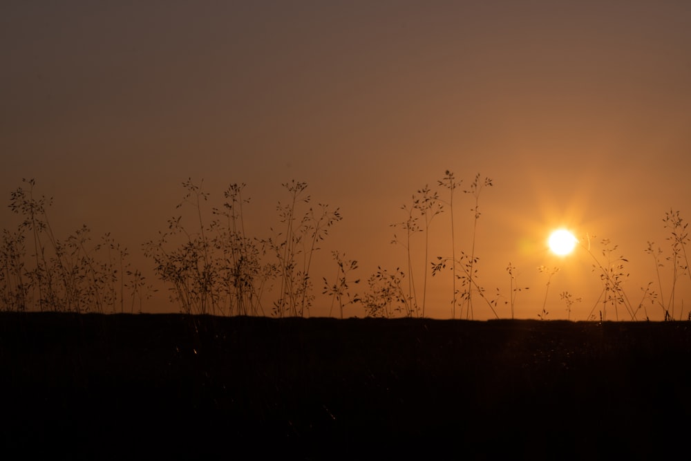 the sun is setting over a field with tall grass