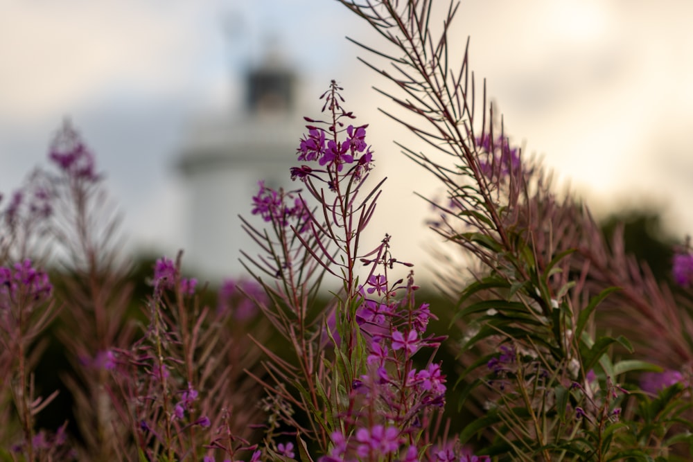 purple flowers in front of a white lighthouse