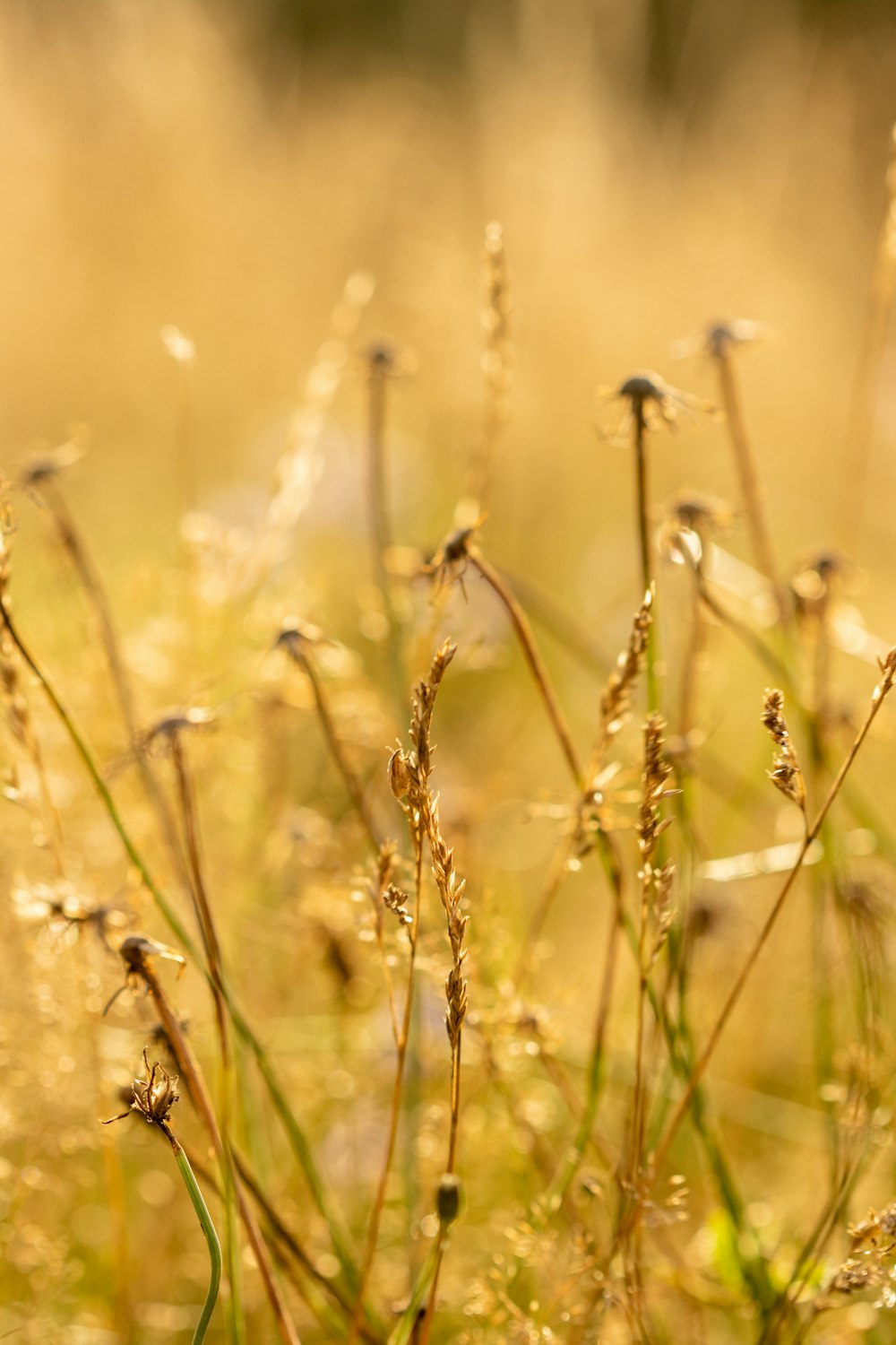 a close up of a plant with water droplets on it