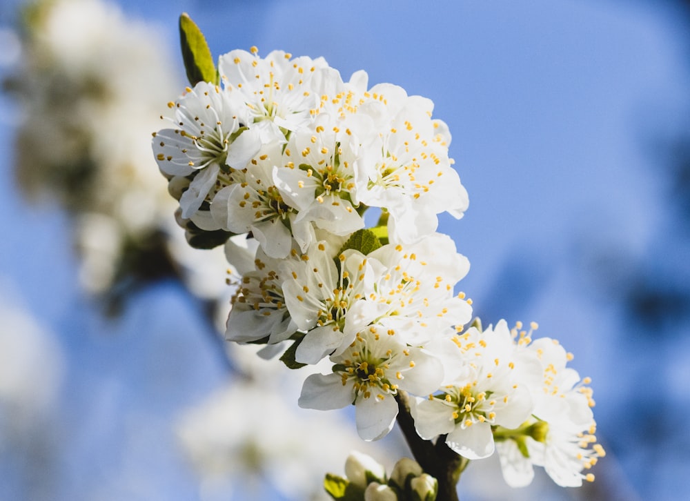 a close up of white flowers on a tree