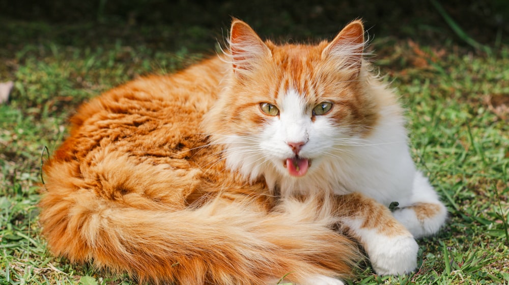 an orange and white cat yawns in the grass