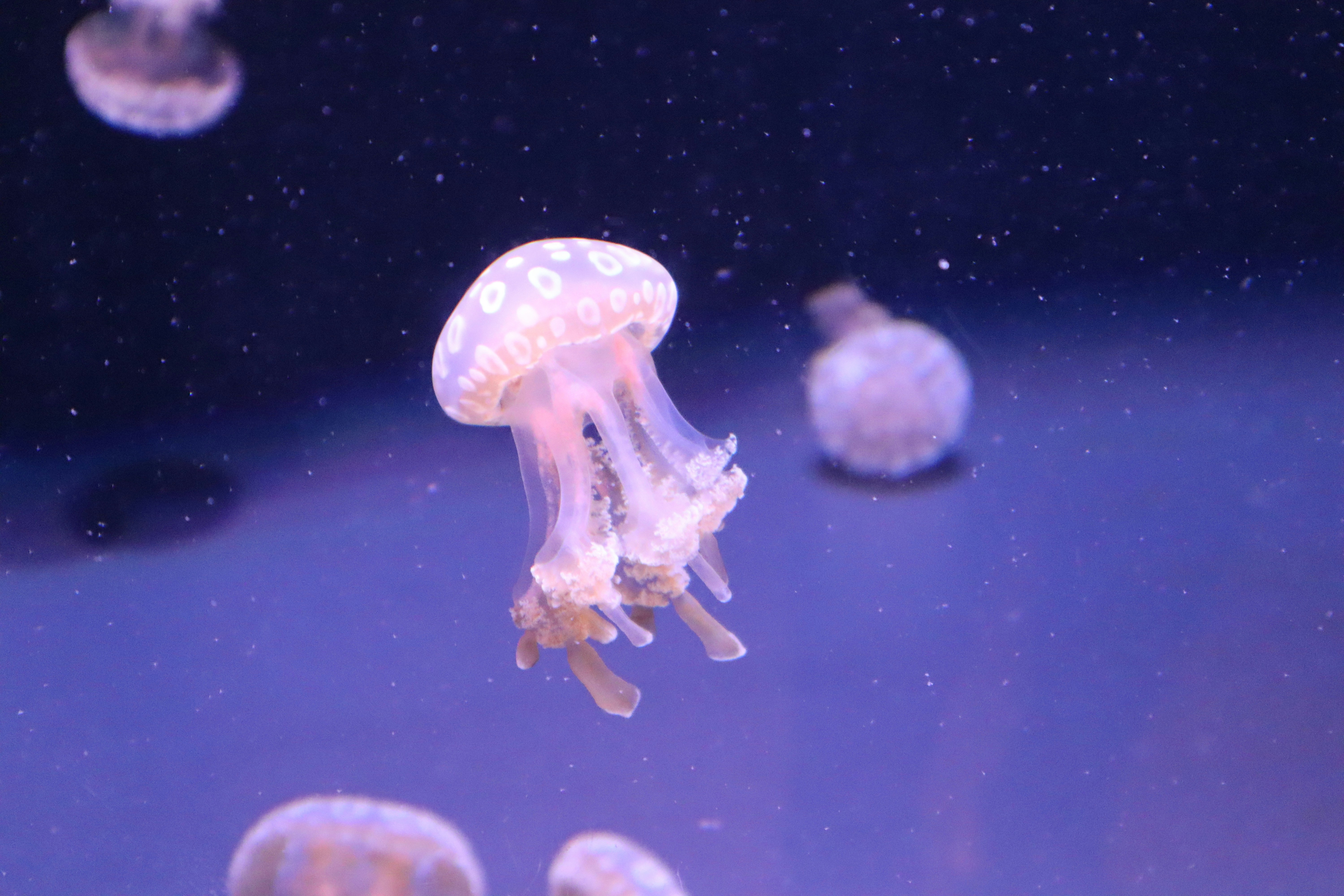 Current Limitations and Future Possibilities (image credits: unsplash)