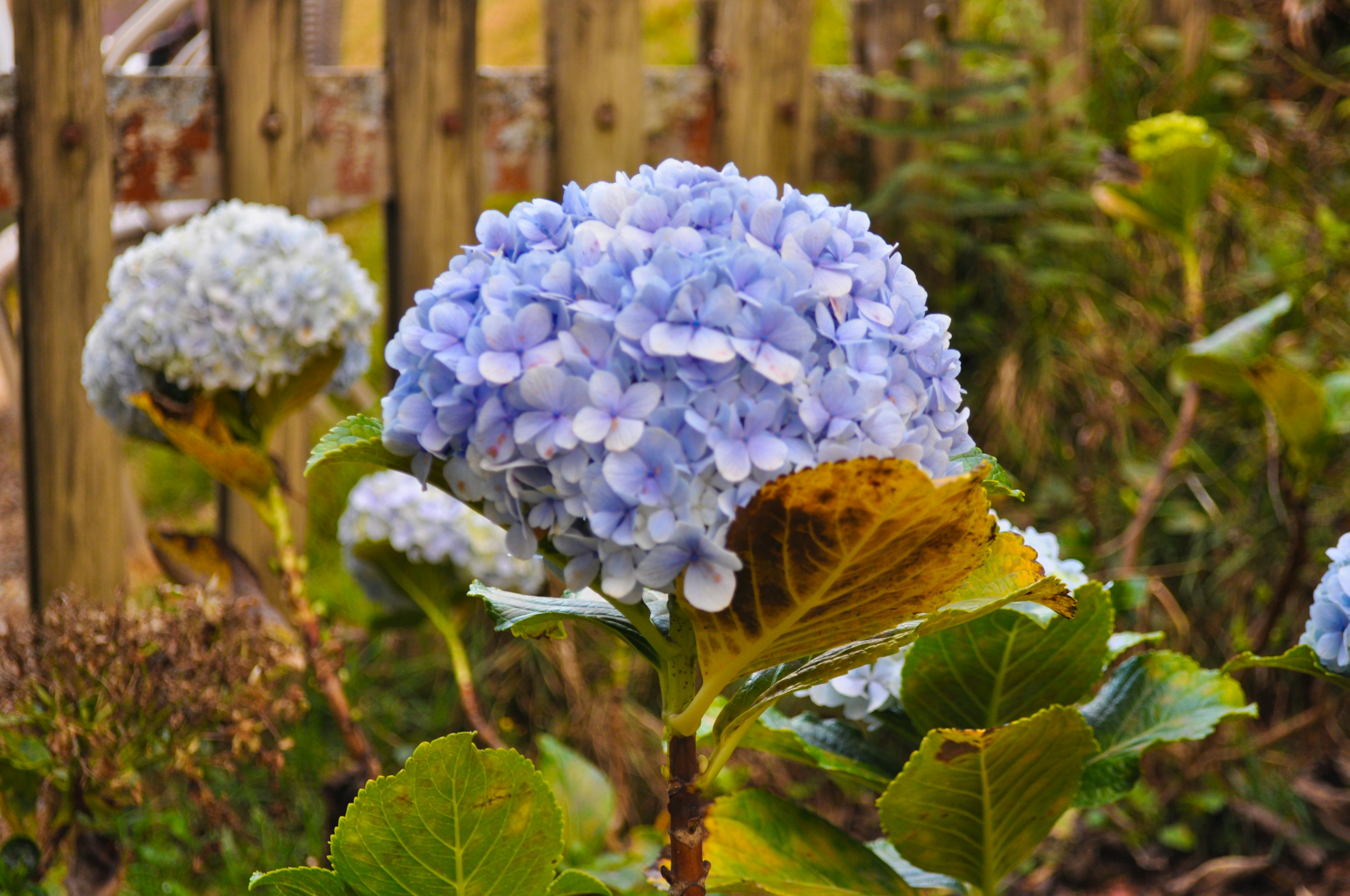 a close up of a blue flower near a fence