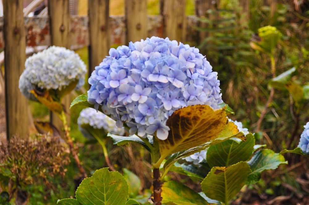 un primo piano di un fiore blu vicino a una recinzione