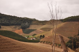 a view of a hilly area with a few trees