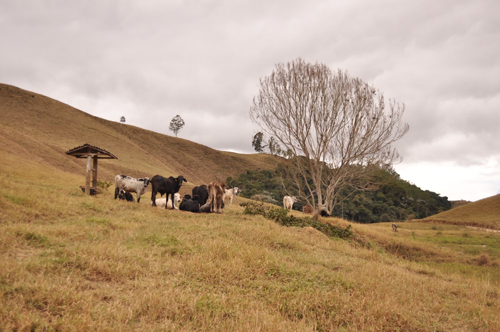 a herd of cattle standing on top of a grass covered hillside