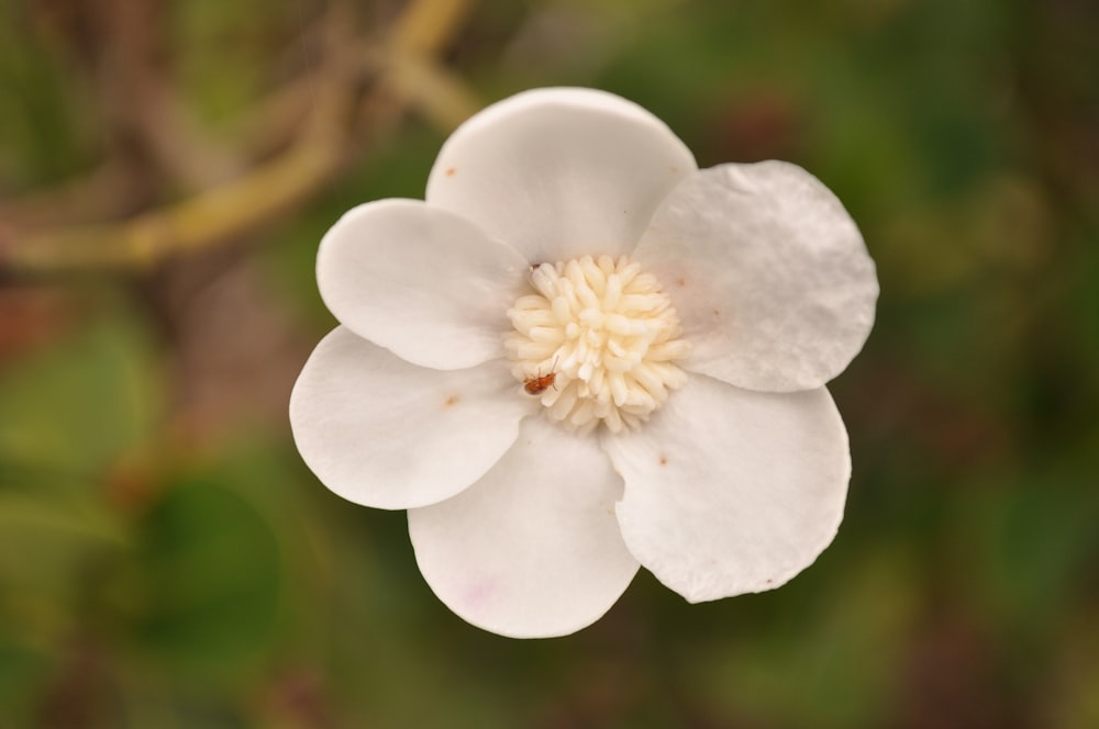 a close up of a white flower with a green background