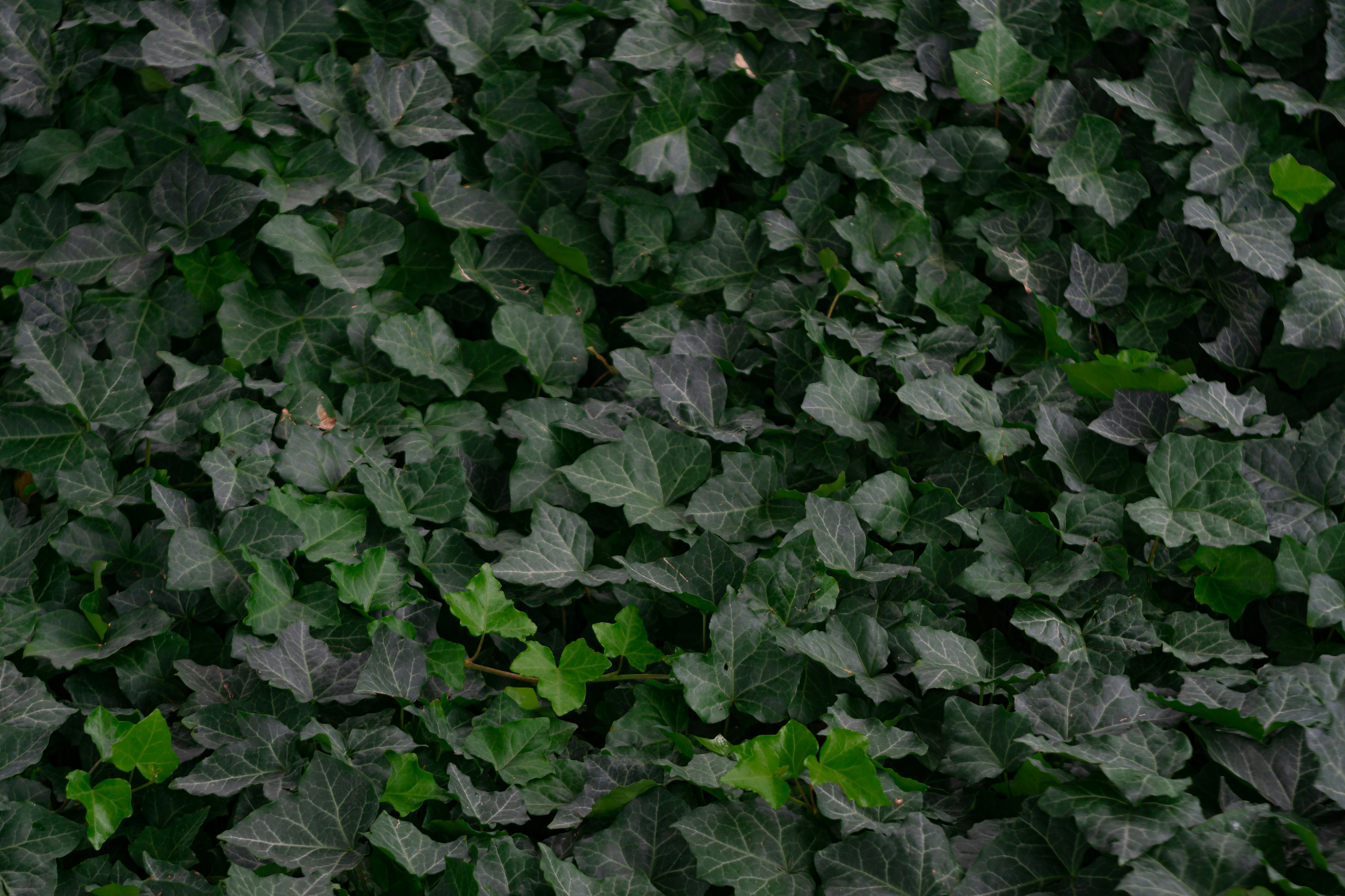 Photo by serenaclerio