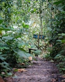 A guided hike through lush jungle paths near the German Channel.