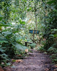 A narrow jungle trail surrounded by dense, lush green foliage, with a wooden sign pointing toward the beach.