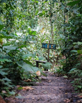A guided hike through lush jungle paths near the German Channel.