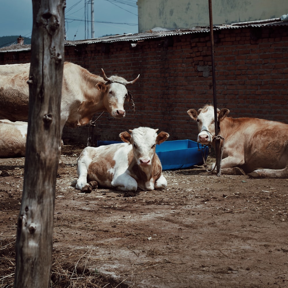 a group of cows laying down in a dirt field