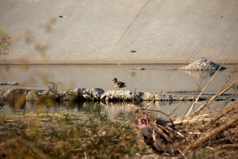 a bird is sitting on a rock in the water