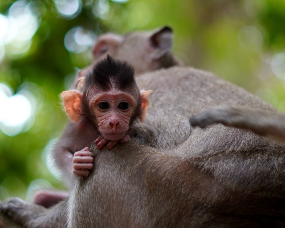 a small monkey is holding on to a larger monkey