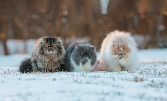 Top 20 Unique Cat Names to Fit Their Personality