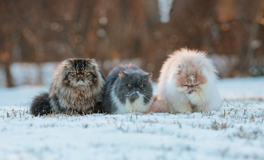 a group of three fluffy cats laying in the snow