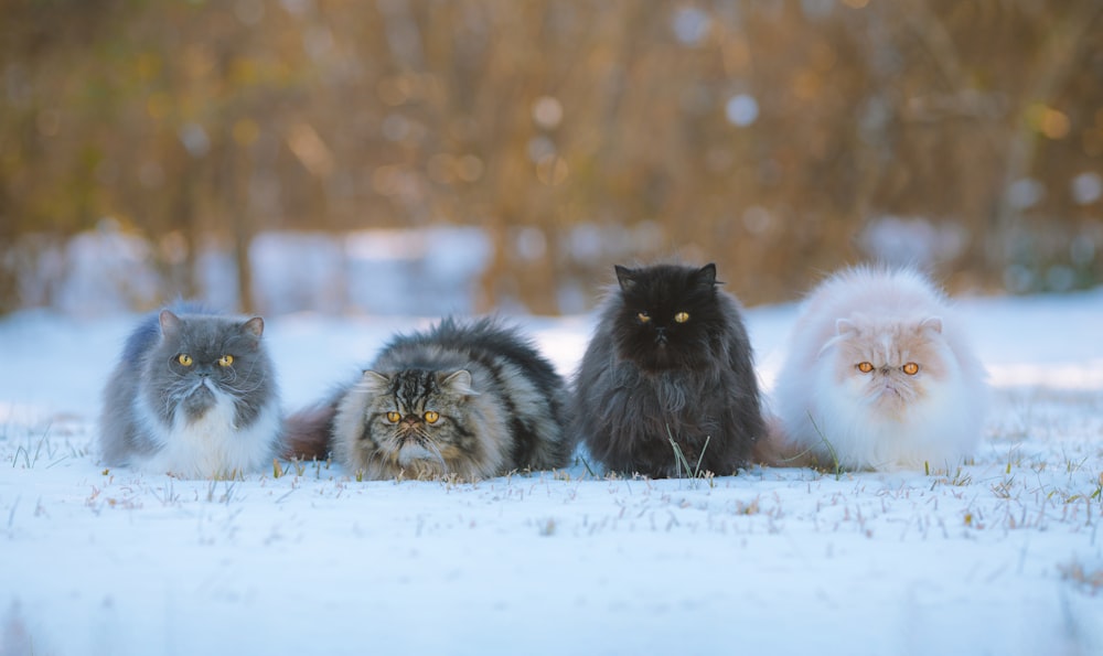 雪の中に座っている猫のグループ