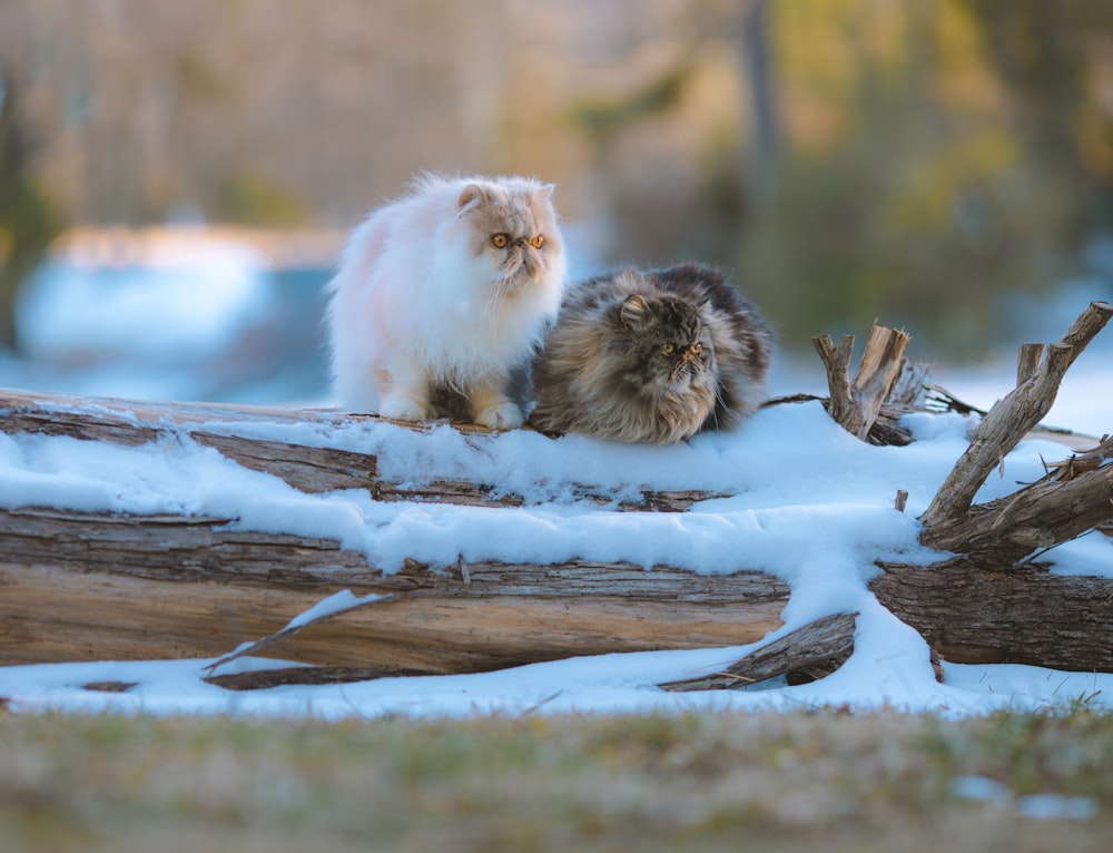 2匹の猫が雪の中で丸太の上に座っている