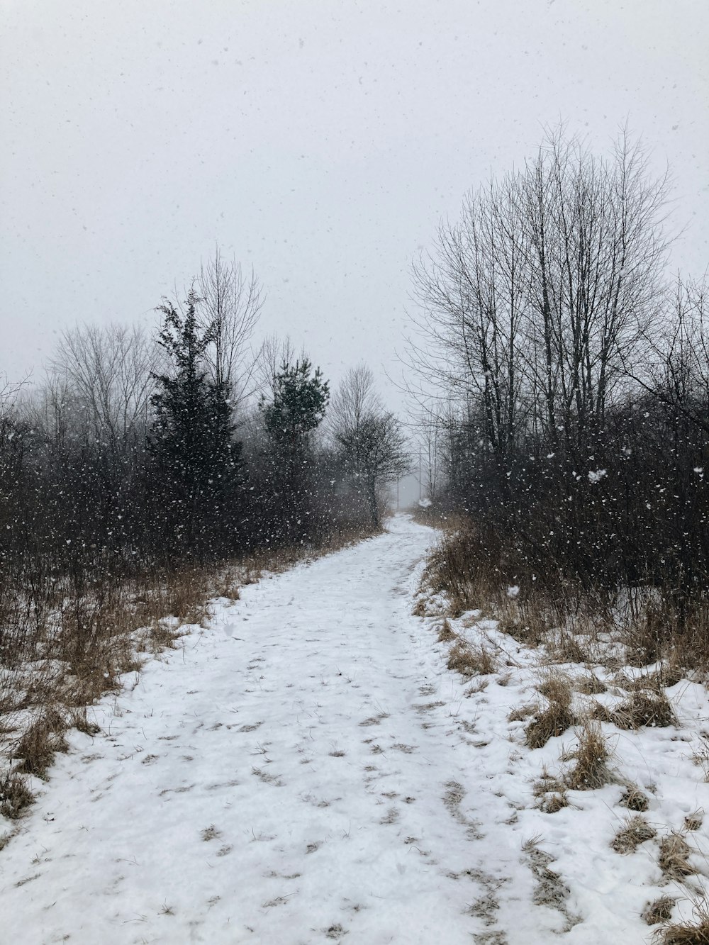 a snow covered path in the middle of a forest