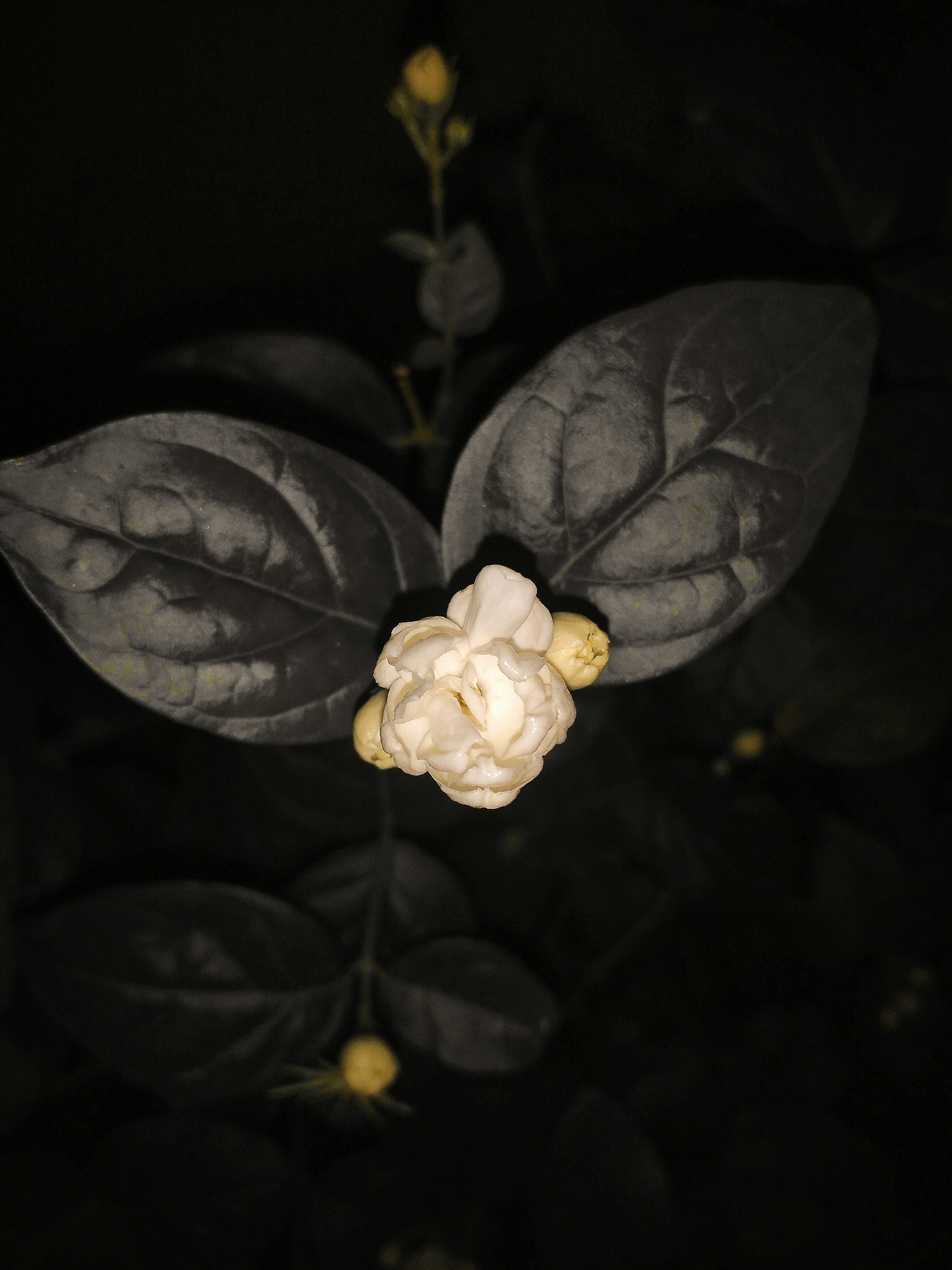 Photo by abhijeet1005