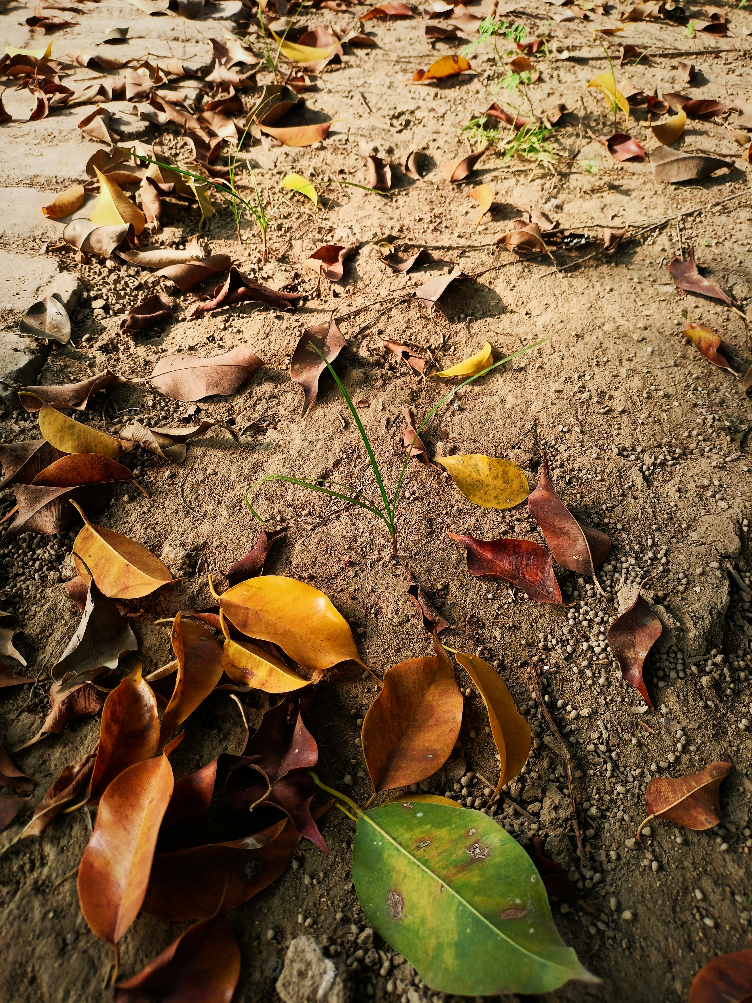 Photo by abhijeet1005