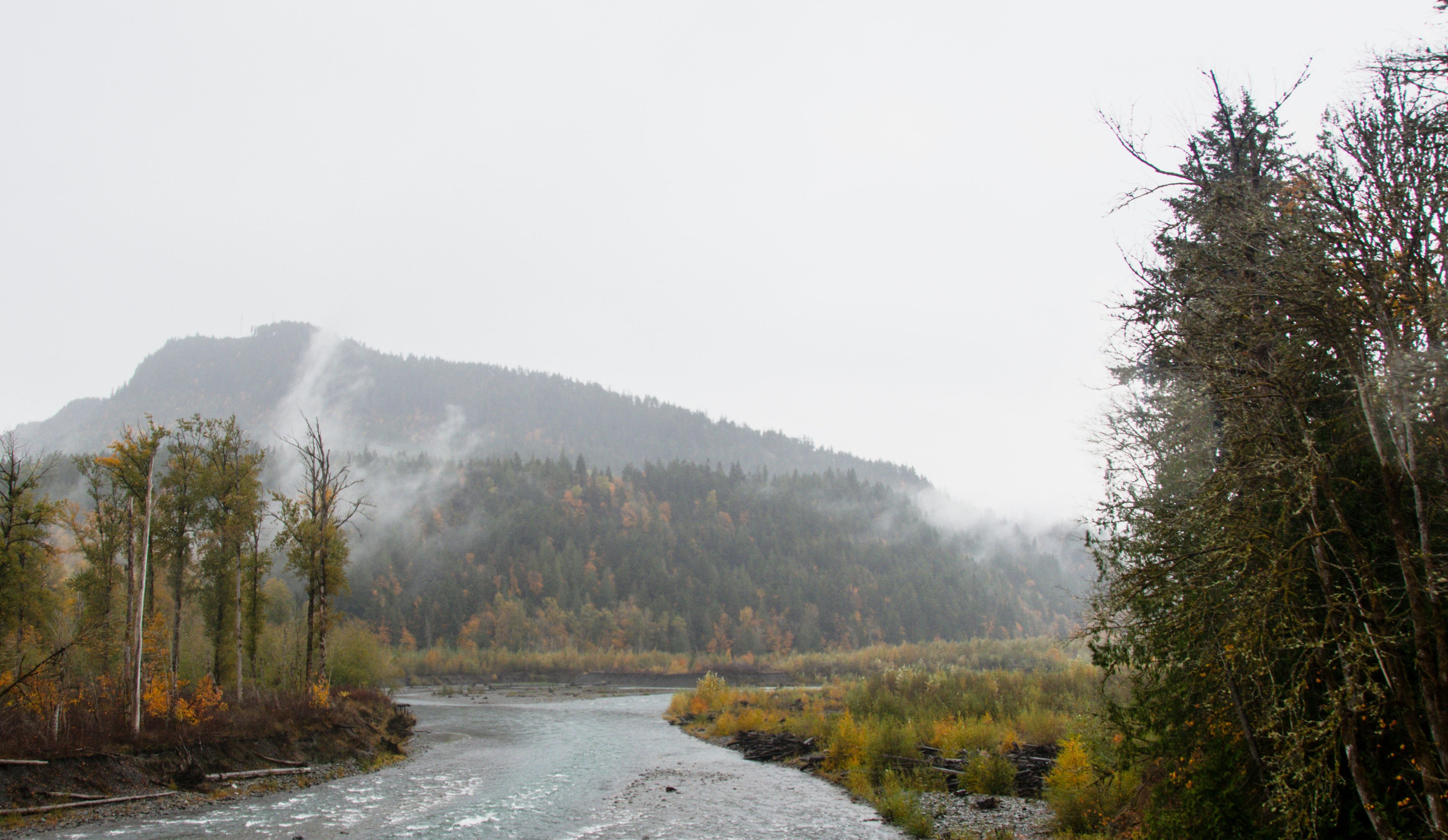 a river running through a lush green forest
