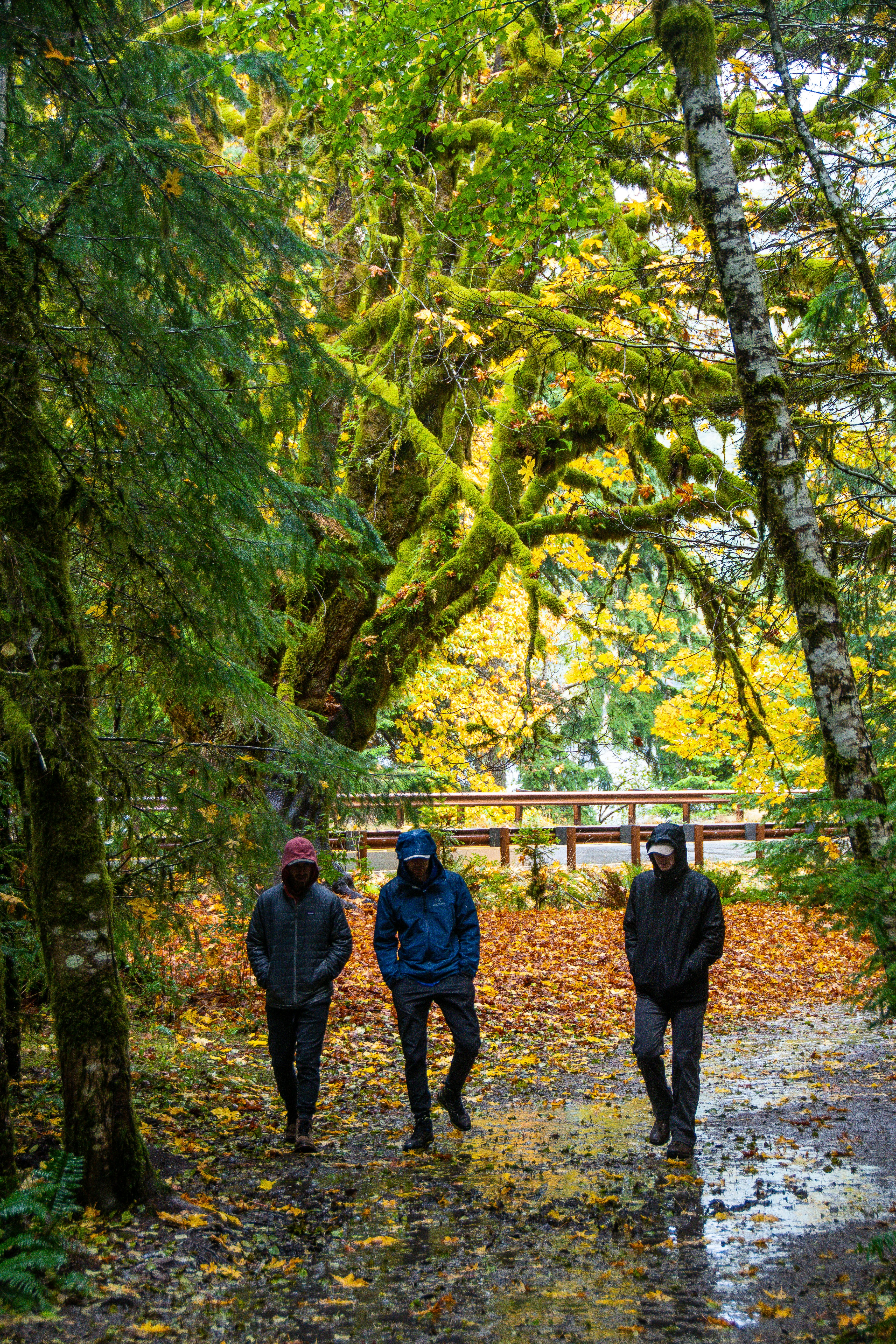 Three people walking down a path in the woods photo – Free Plant Image ...
