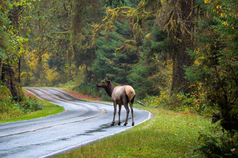 a moose standing in the middle of a road
