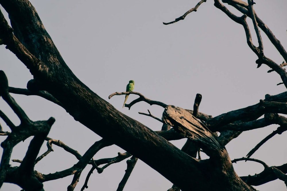 a bird sitting on a branch of a tree