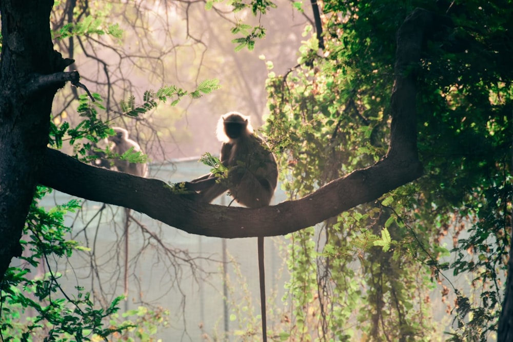 a monkey is sitting on a tree branch