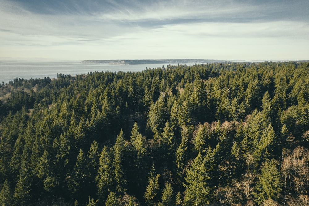 a view of a forest with a body of water in the distance