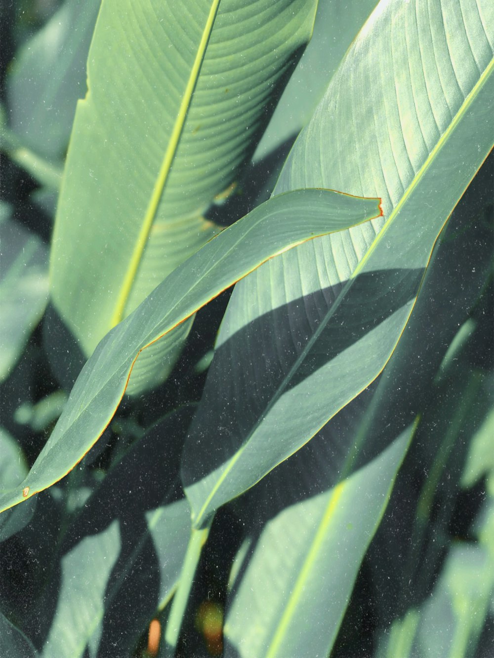 a close up of a green leaf with a blurry background