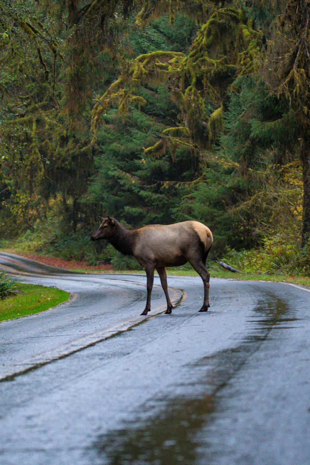 a large animal standing on the side of a road
