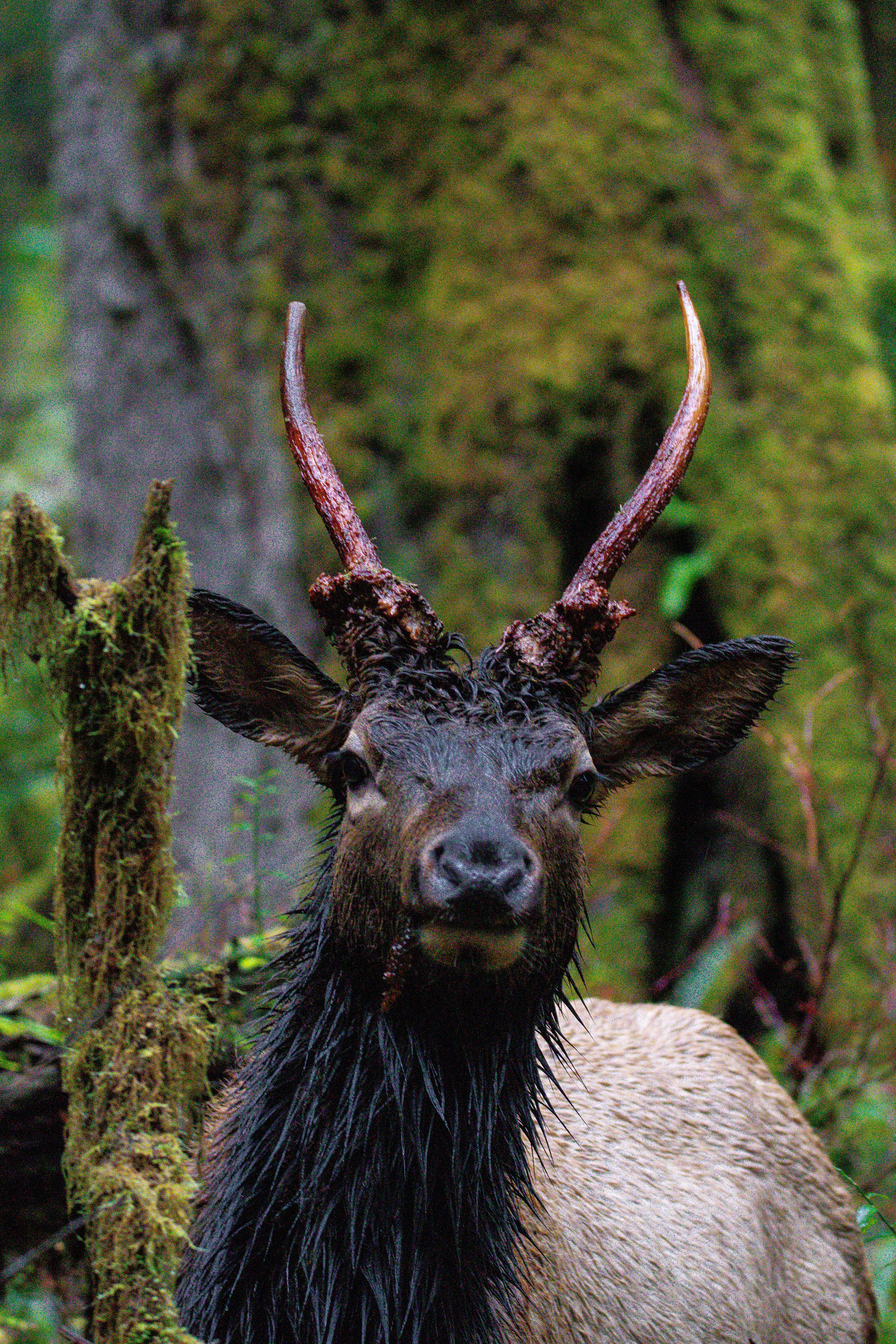 VANZACK Cerf Détachable Pour Halloween Animal à Cornes