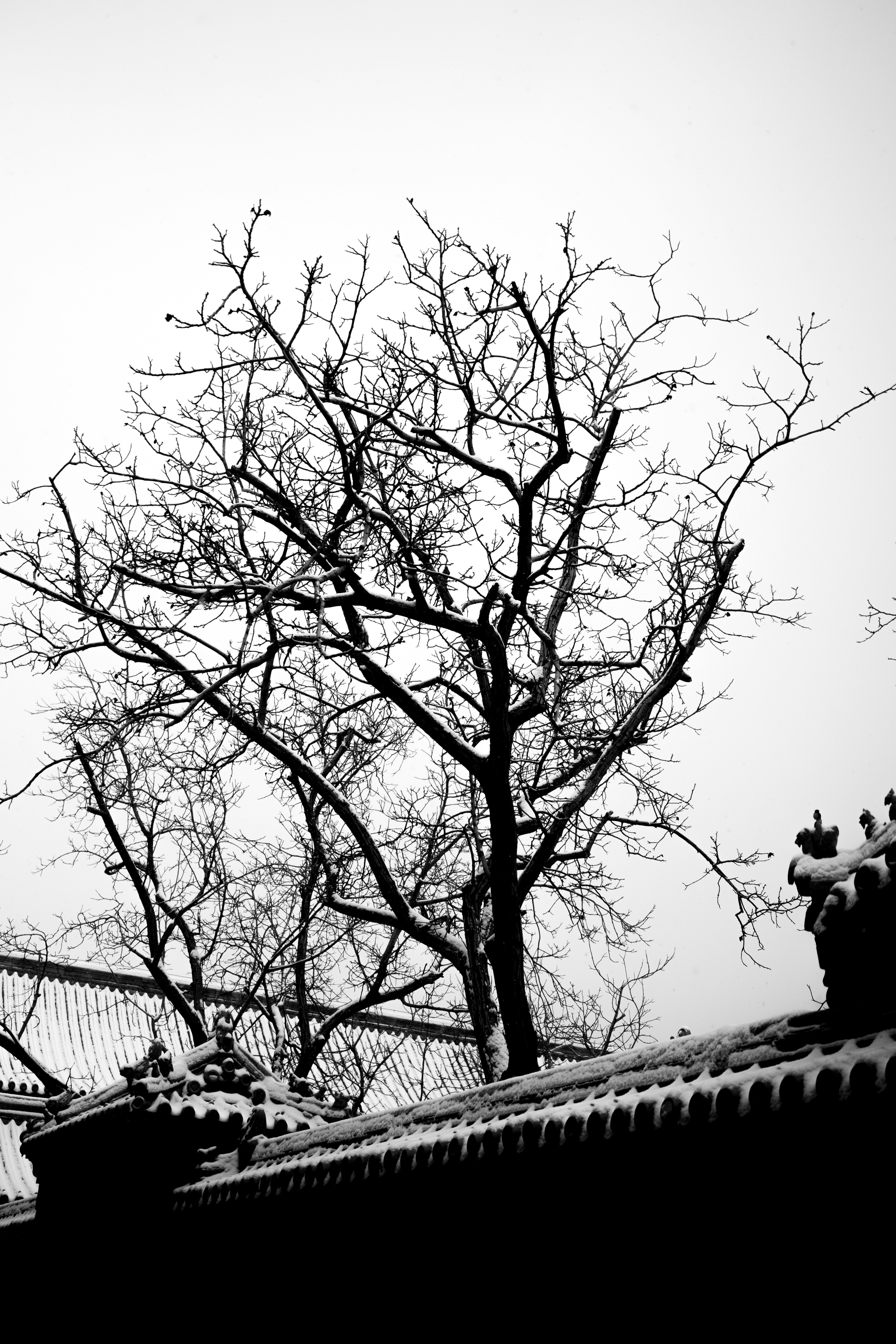 A black and white photo of a tree with no leaves photo – Free Plant ...