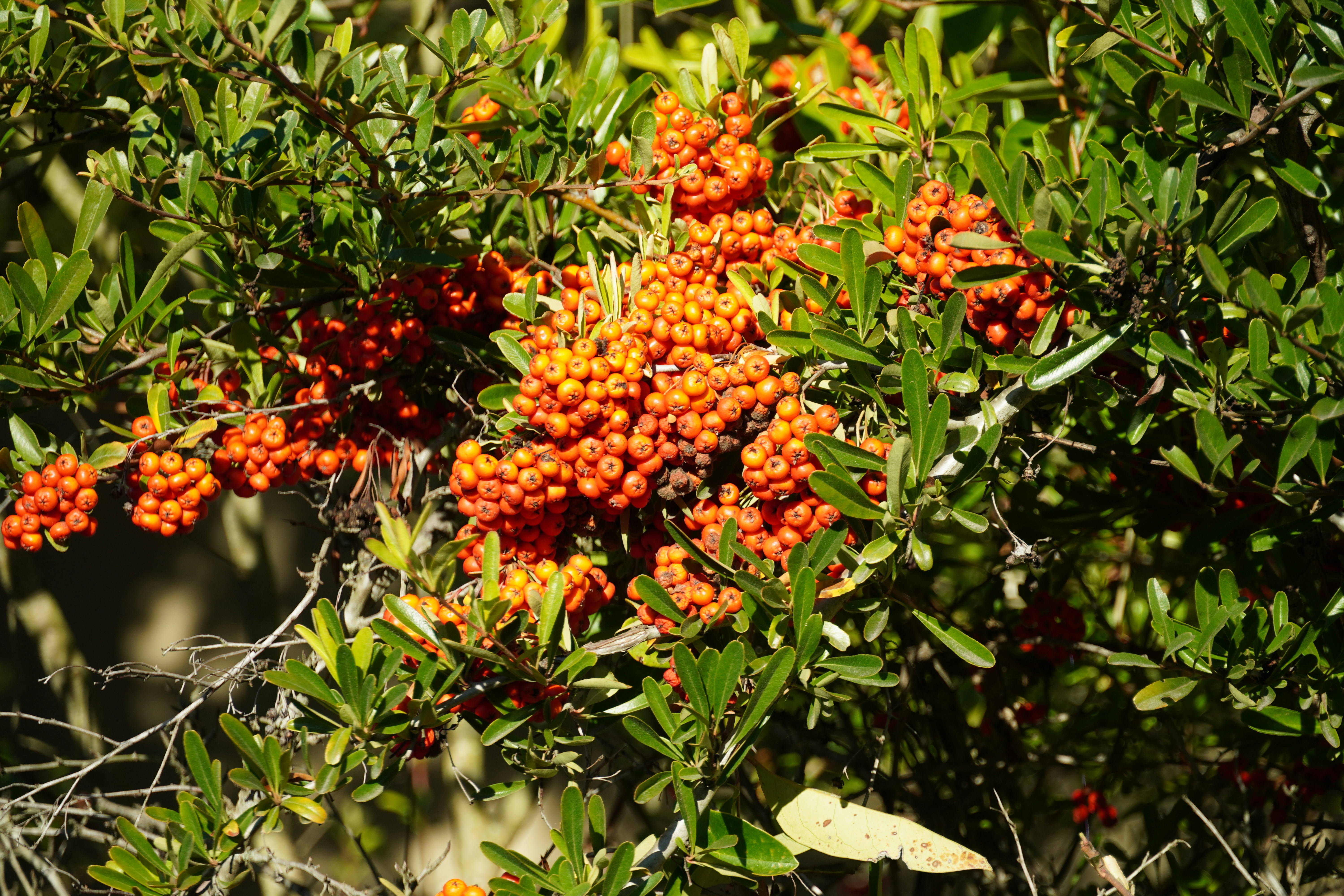 Photo by chapelbeach