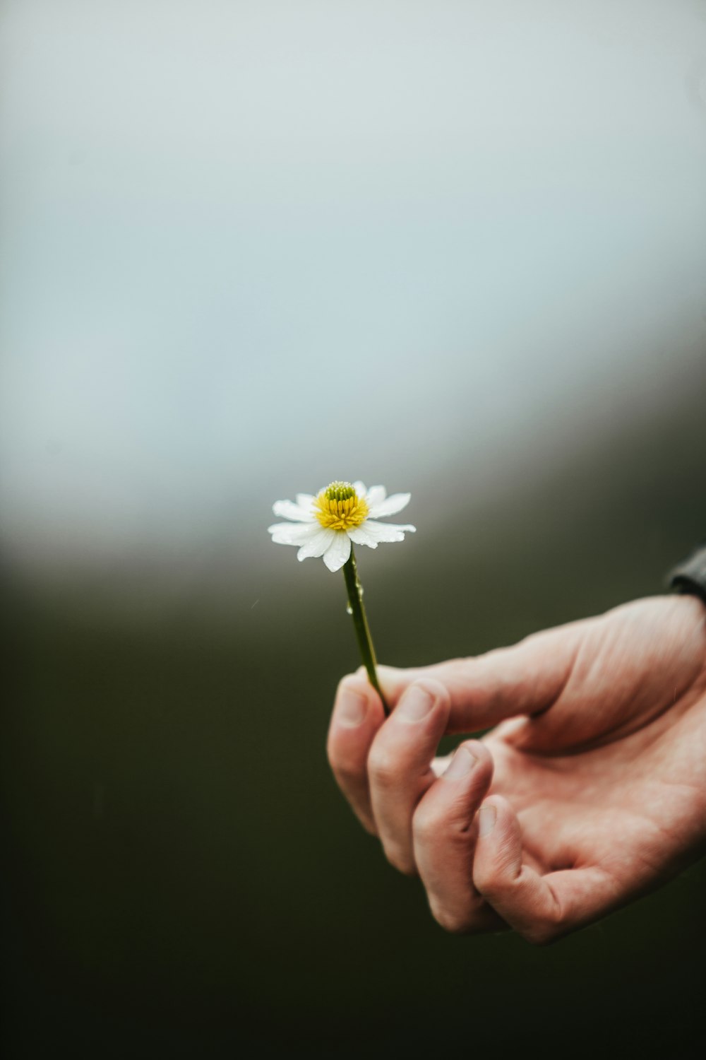 a person holding a flower in their hand