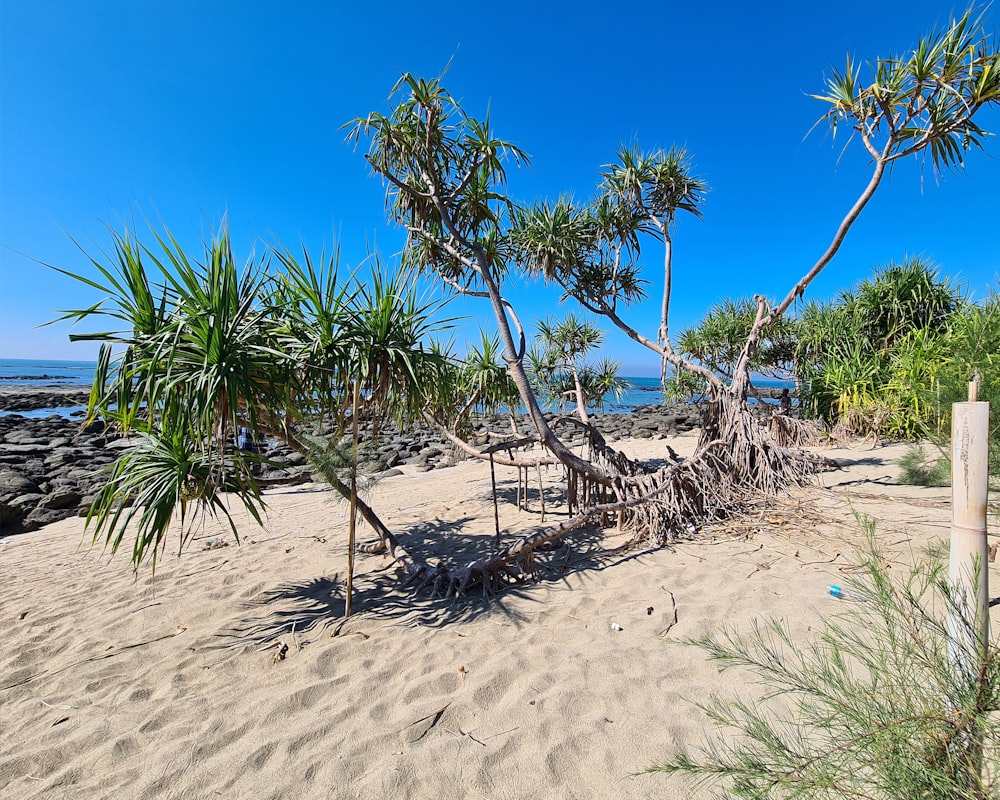 a tree that is sitting in the sand