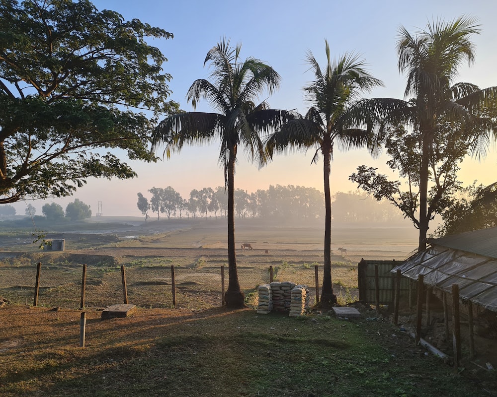 a field with palm trees and a small hut